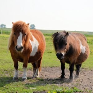 Poneys.jpg